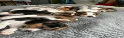 Beagle dogs for sale: Pinto - Ad 7