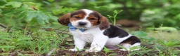 Beagle dogs for sale: Crew - Ad 8