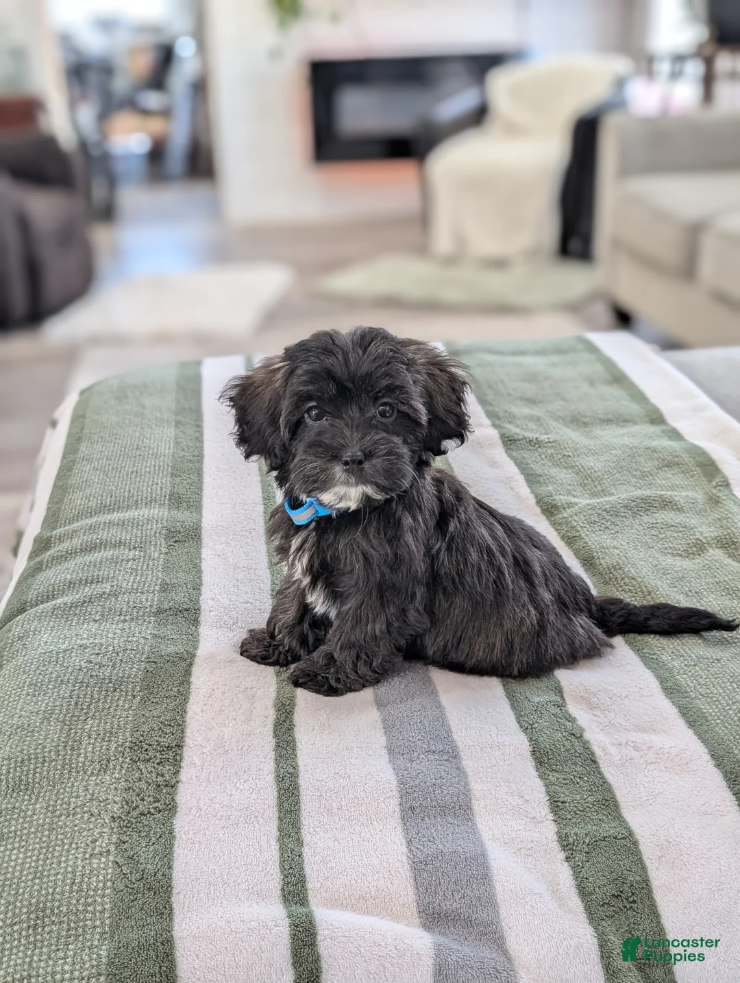 Havapoo dogs for sale: Cookie  - Ad 2