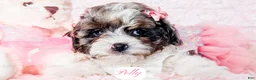 Cavapoo dogs for sale: Polly - Ad 9