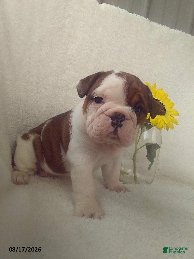 Olde English Bulldogge dogs Sasha - Ad 1