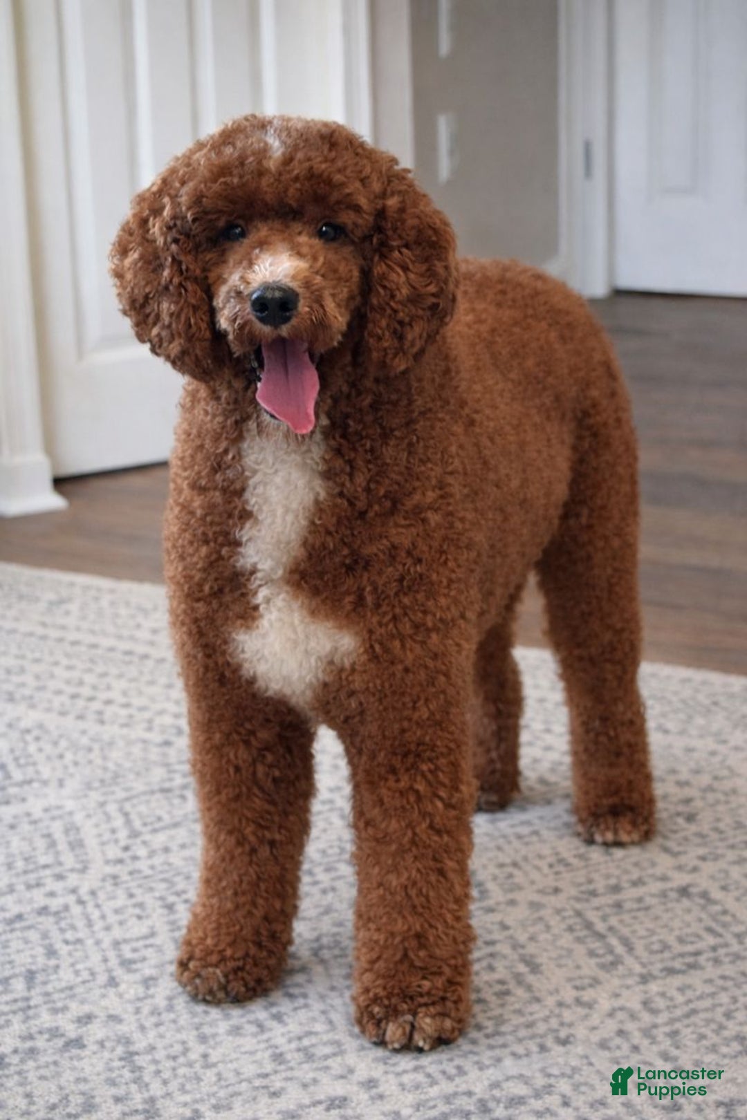 Standard Poodle dogs for sale: Baron  - Ad 2
