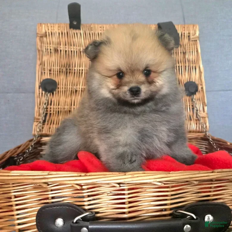 Pomeranian dogs Pomeranian 2 - Ad 31