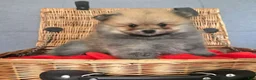 Pomeranian dogs for sale: Pomeranian 2 - Ad 1