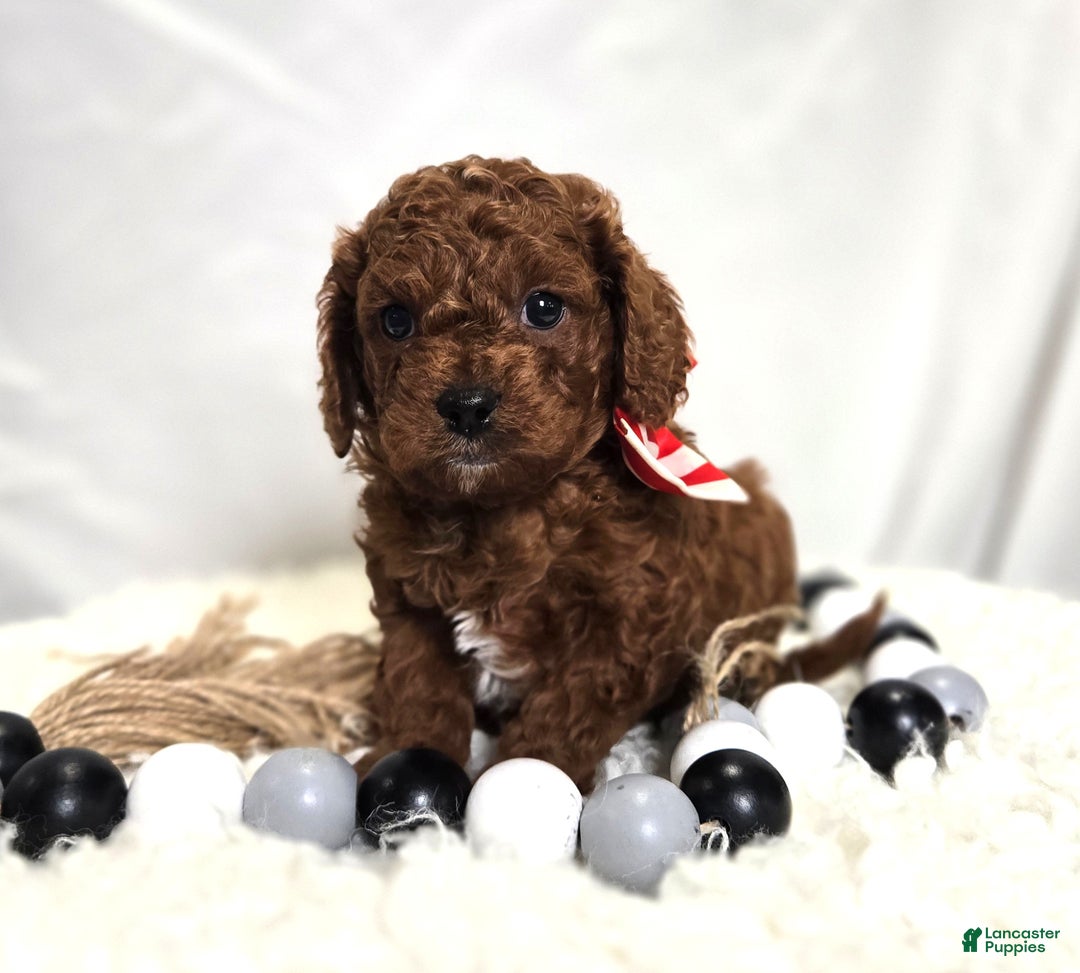 Cavapoo dogs for sale: Marcus - Ad 4