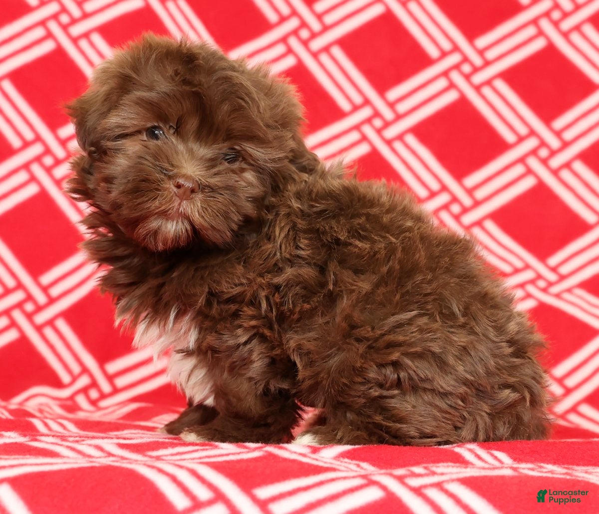 Havanese dogs Callie - Ad 3
