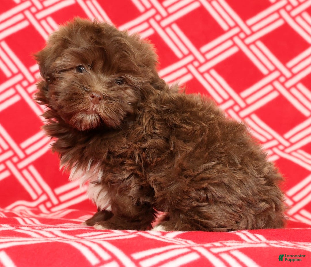 Havanese dogs for sale: Callie - Ad 1