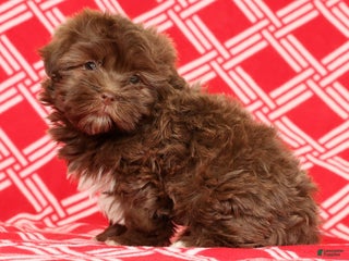 Havanese dogs Callie - Ad 3