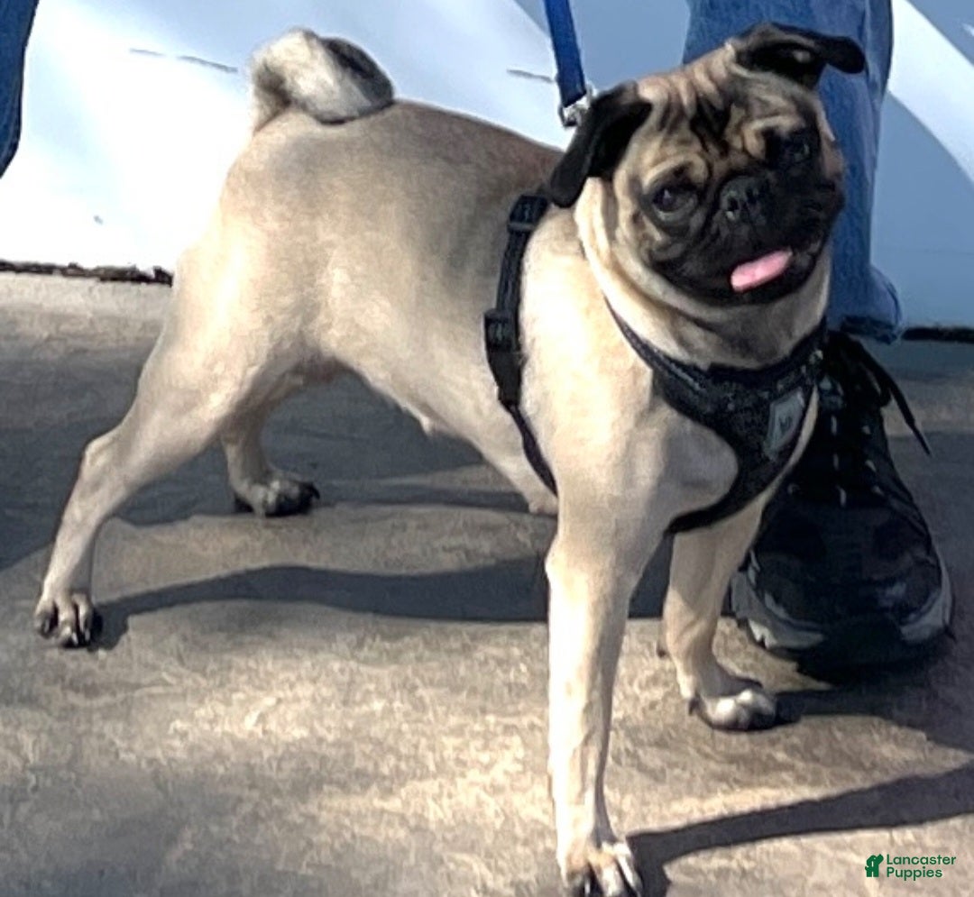 Pug dogs for sale: Freddie - Ad 4