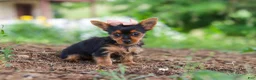 Yorkshire Terrier dogs for sale: Ellie - Ad 5