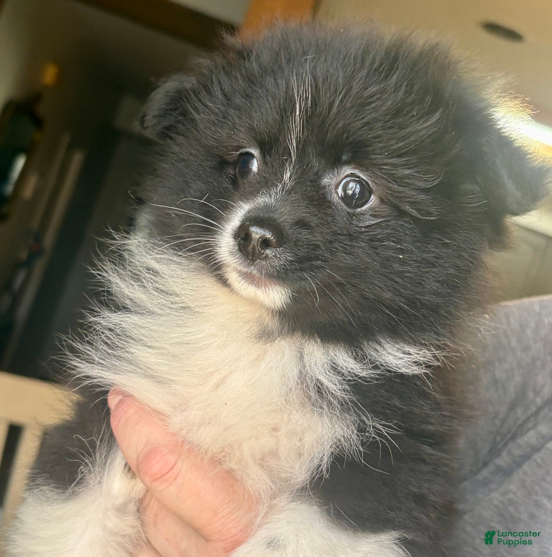 Pomeranian dogs for sale: Onyx - Ad 4