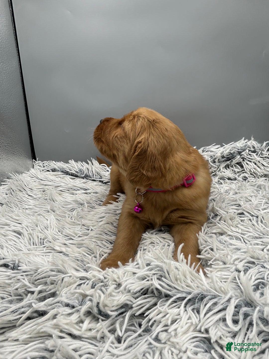 Golden Retriever dogs for sale: Golden Retriever Puppy - Stella - Ad 16