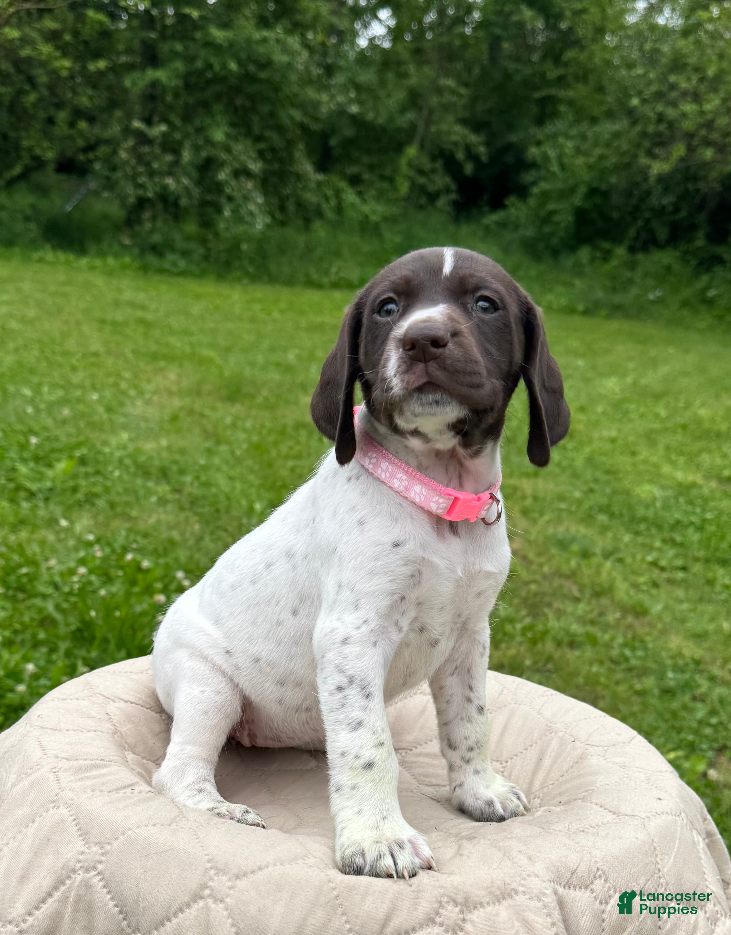 German Shorthaired Pointer dogs German Shorthaired Pointer Puppy 6 - Ad 1