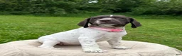 German Shorthaired Pointer dogs for sale: German Shorthaired Pointer Puppy 6 - Ad 1