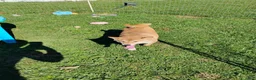 Shiba Inu dogs for sale: Doodle  - Ad 11