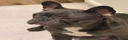French Bulldog dogs for sale: French Bulldog Male - Rusty - Ad 12