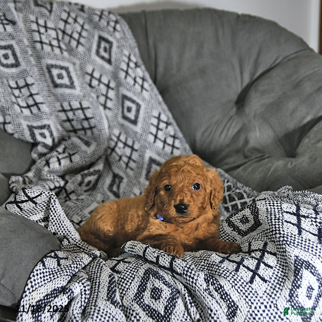 Mini Goldendoodle dogs for sale: Rudolph - Ad 4