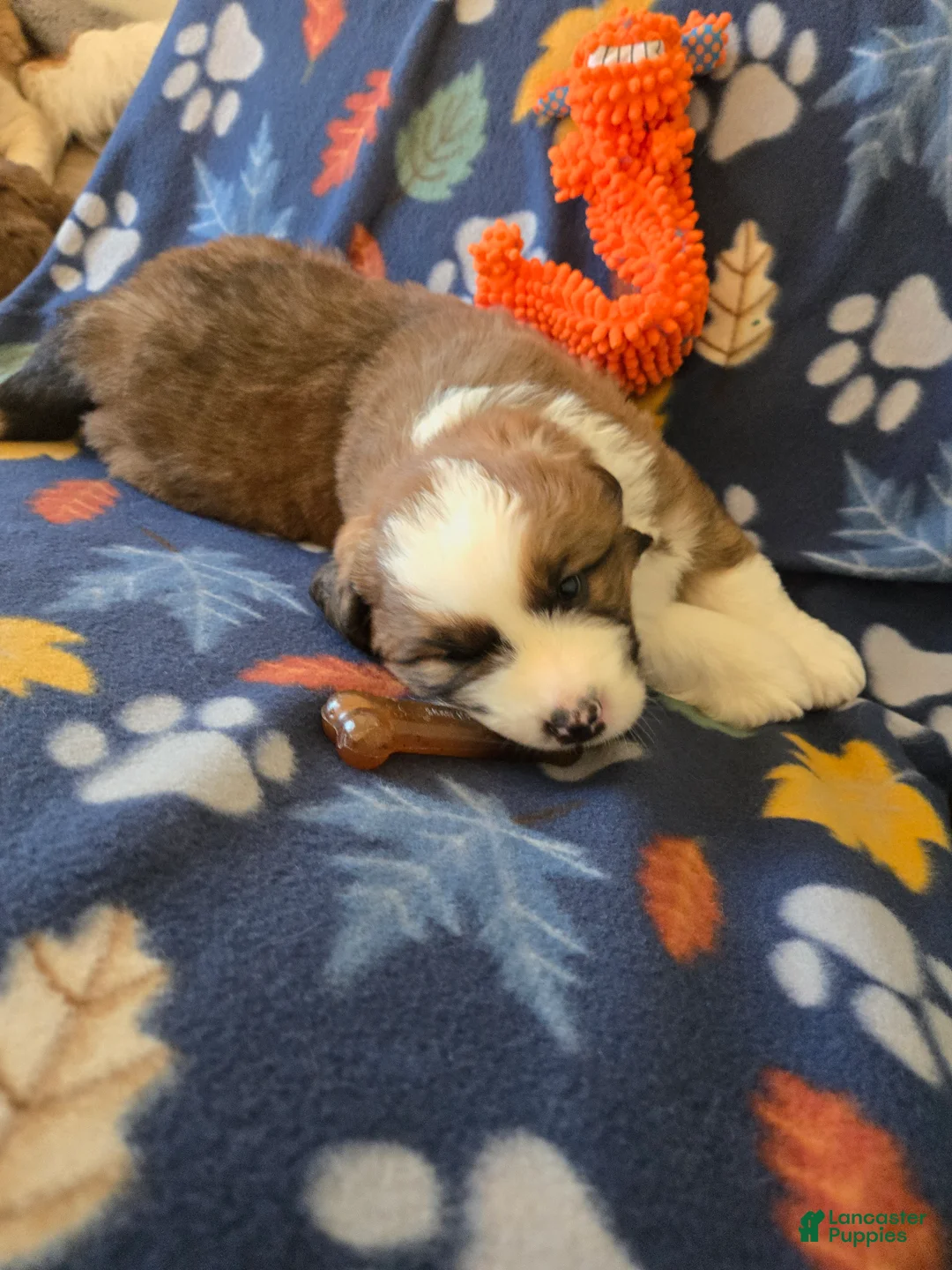 Mixed Breed dogs for sale: Brody - Ad 23