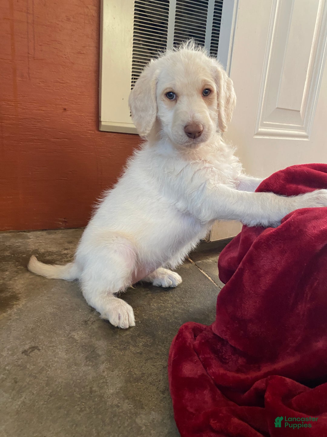 Labradoodle dogs for sale: Snowflake - Ad 7