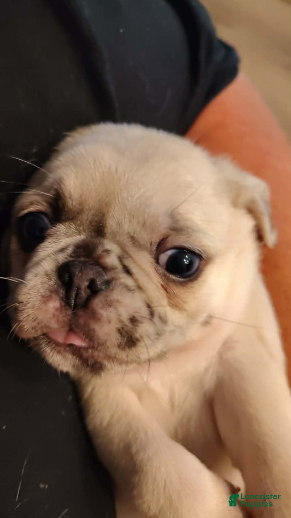 Pug dogs STANK - Ad 41