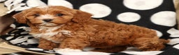 Cavapoo dogs for sale: Joy - Ad 7