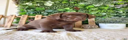 Labrador Retriever dogs for sale: Mindy - Ad 6
