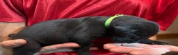 Cane Corso dogs for sale: Black - Ad 6