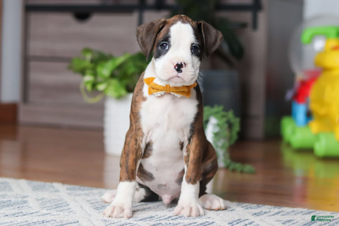 Boxer dogs for sale: Jax - Ad 3