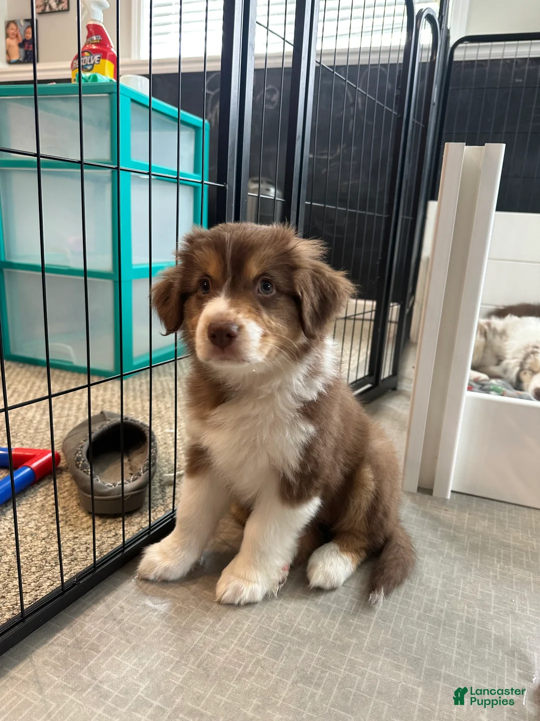 Australian Shepherd dogs for sale: Willow Bacon - Ad 2