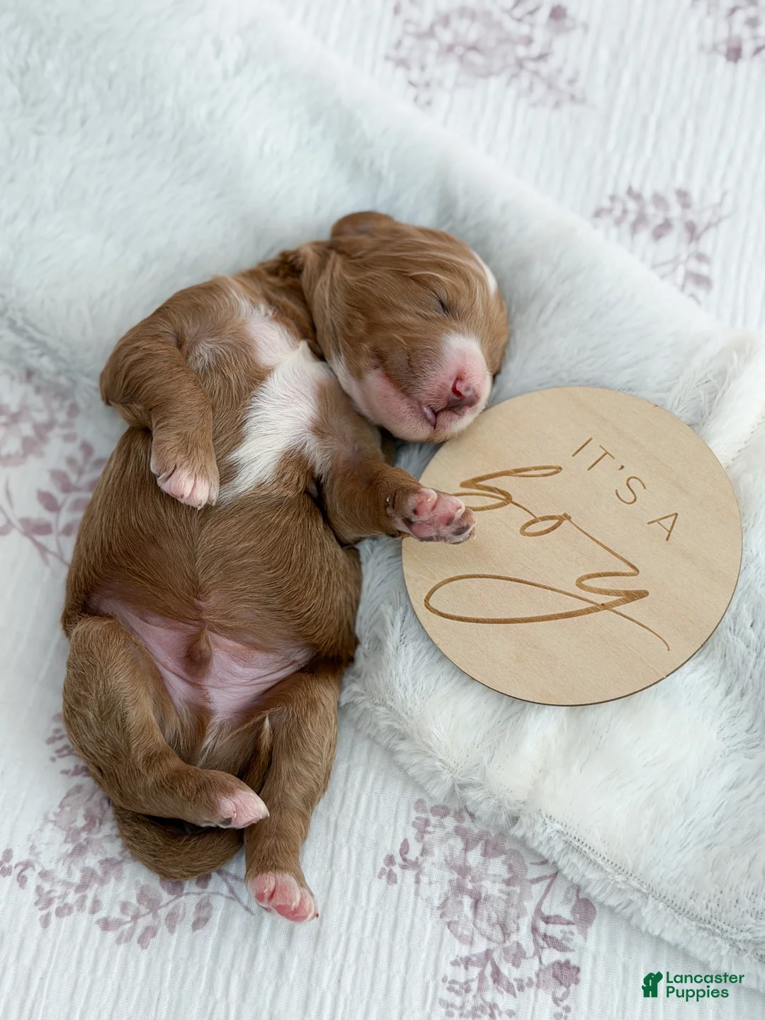 Goldendoodle dogs for sale: Jackson  - Ad 2