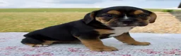 Beabull dogs for sale: Ginger - Ad 3