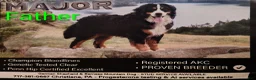 Bernese Mountain Dog dogs for sale: Marble - Ad 3