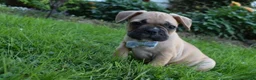 Frug dogs for sale: Mario  - Ad 4