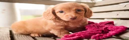 Miniature Dachshund dogs for sale: Bambi - Ad 7