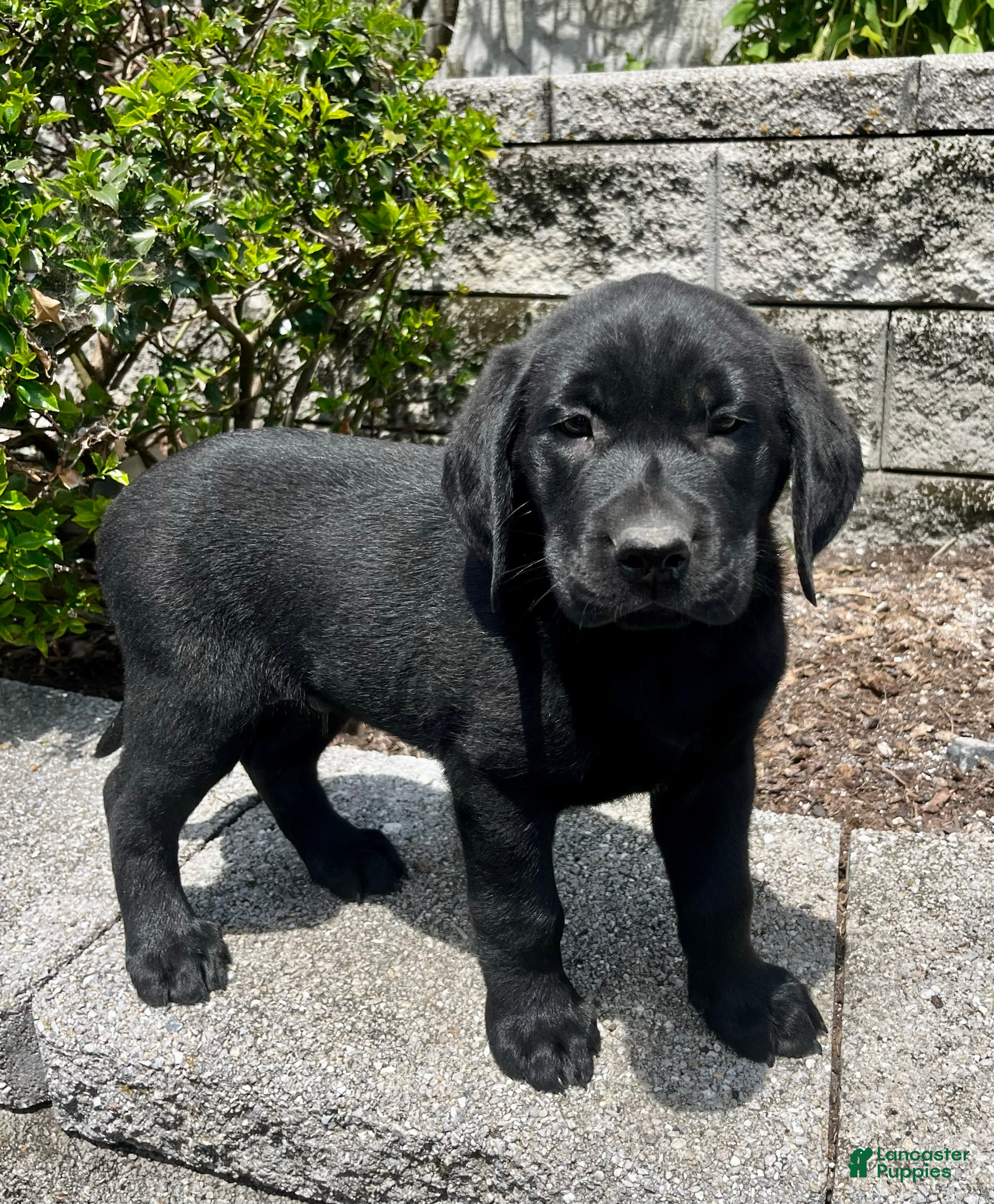 Labrador Retriever dogs for sale: Tucker - Ad 2
