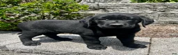 Labrador Retriever dogs for sale: Tucker - Ad 1