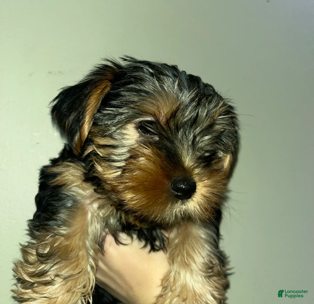 Yorkshire Terrier dogs for sale: Pearl - Ad 2