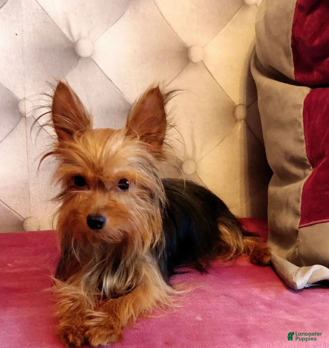 Gallery Image {{count}}