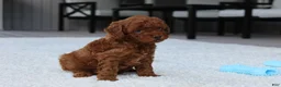 Toy Poodle dogs for sale: Ashton - Ad 5