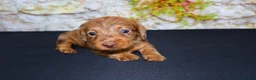 Miniature Dachshund dogs for sale: Zelda - Ad 5