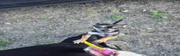Chihuahua dogs for sale: Chihuahua 1 - Ad 2
