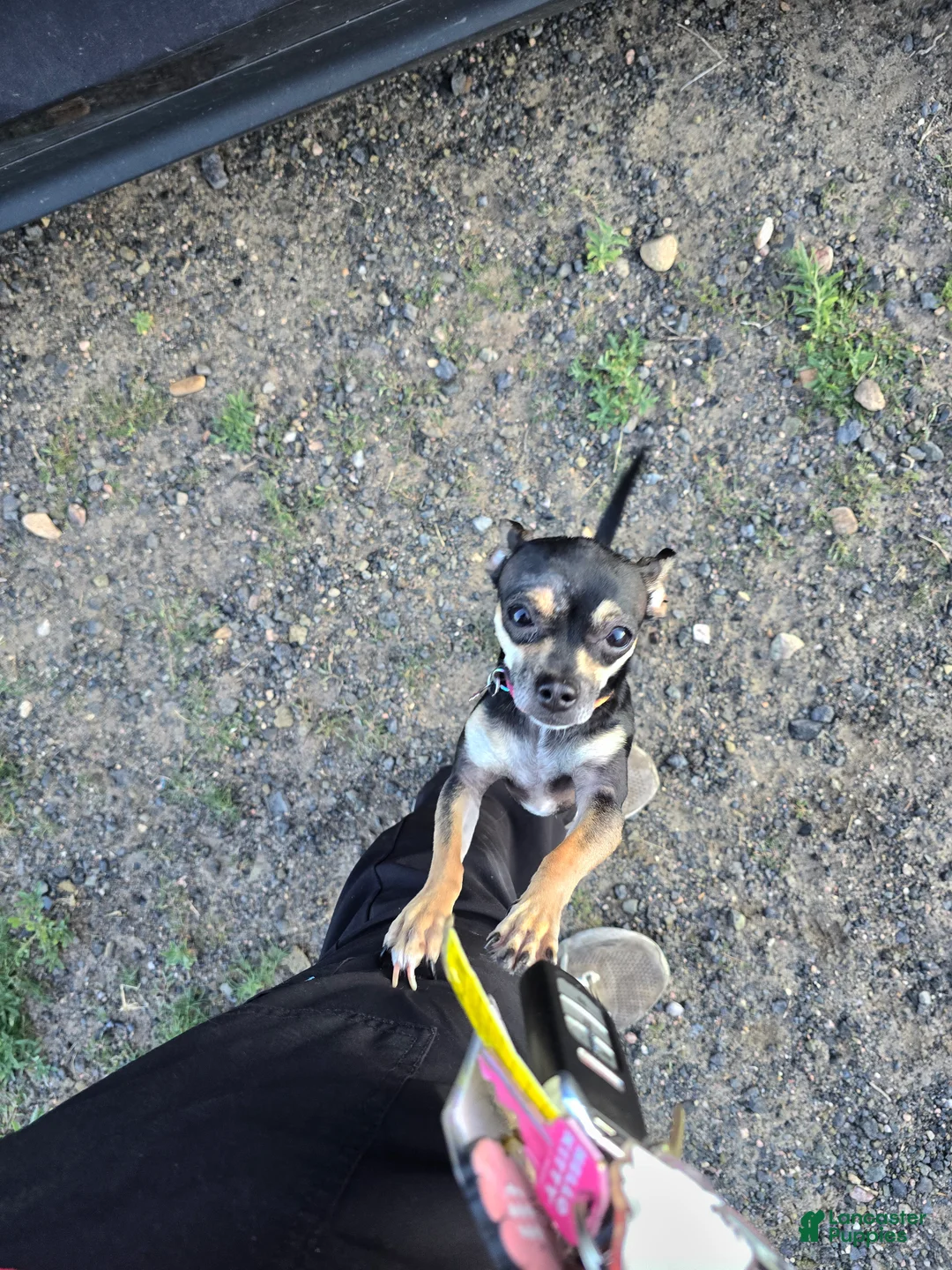 Chihuahua dogs for sale: Chihuahua 1 - Ad 2