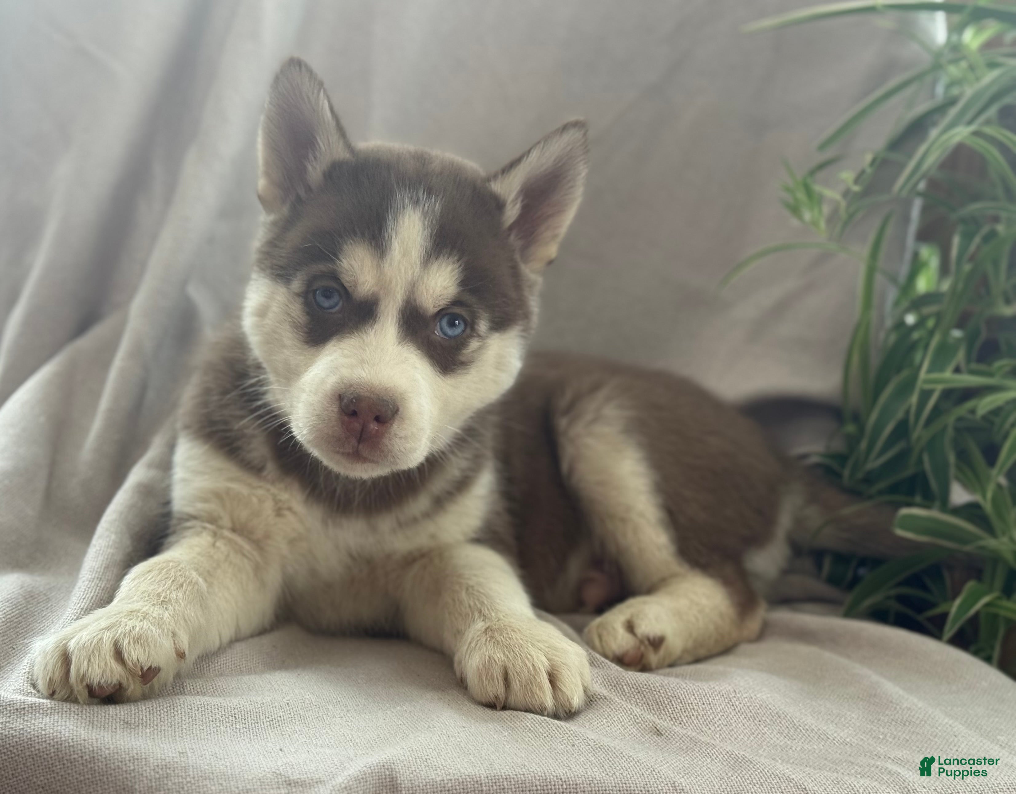 Siberian Husky dogs Lucky - Ad 8