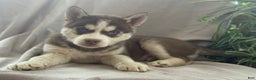 Siberian Husky dogs for sale: Lucky - Ad 1