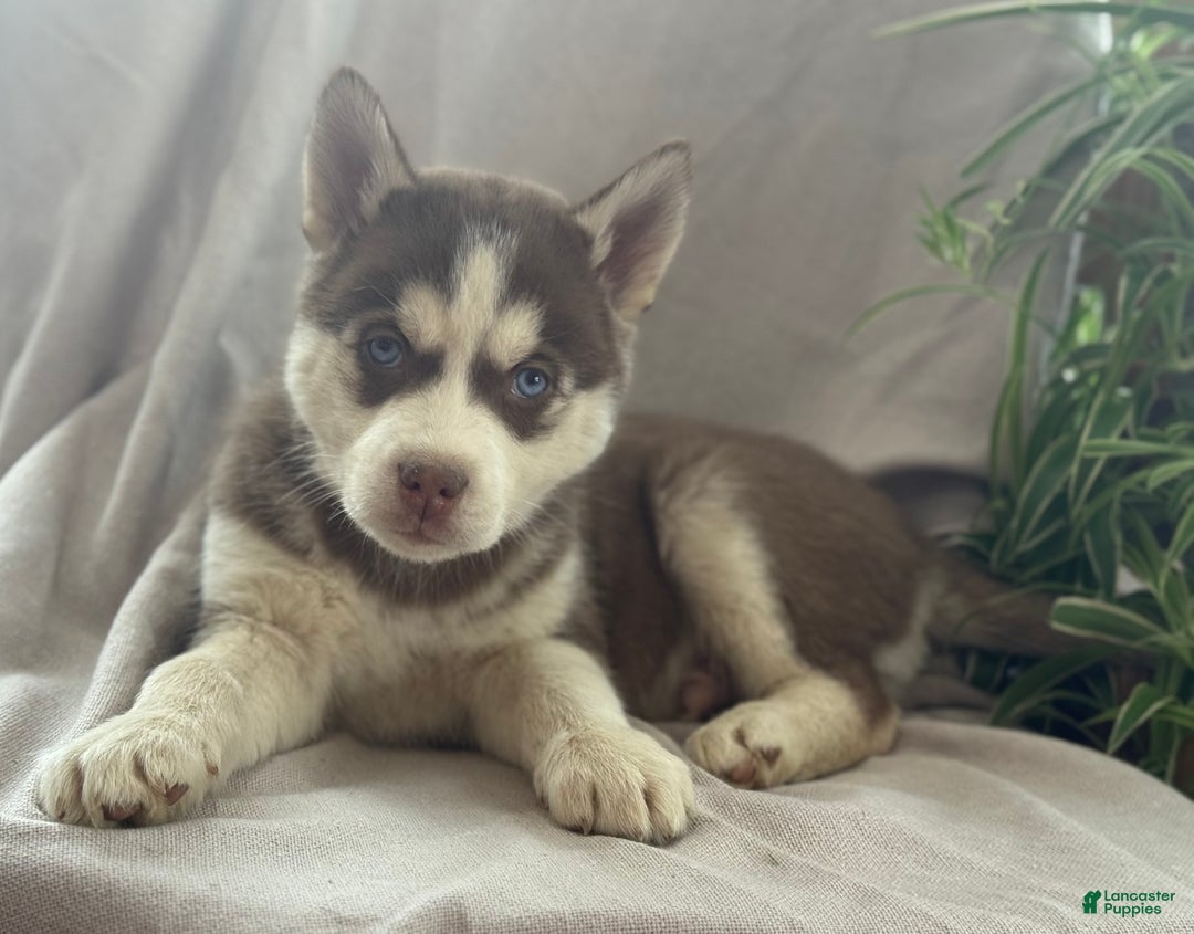 Siberian Husky dogs for sale: Lucky - Ad 1