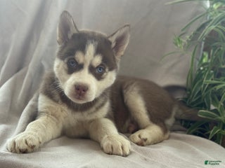 Siberian Husky dogs Lucky - Ad 8