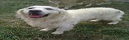 Golden Retriever dogs for sale: Anna - Ad 7