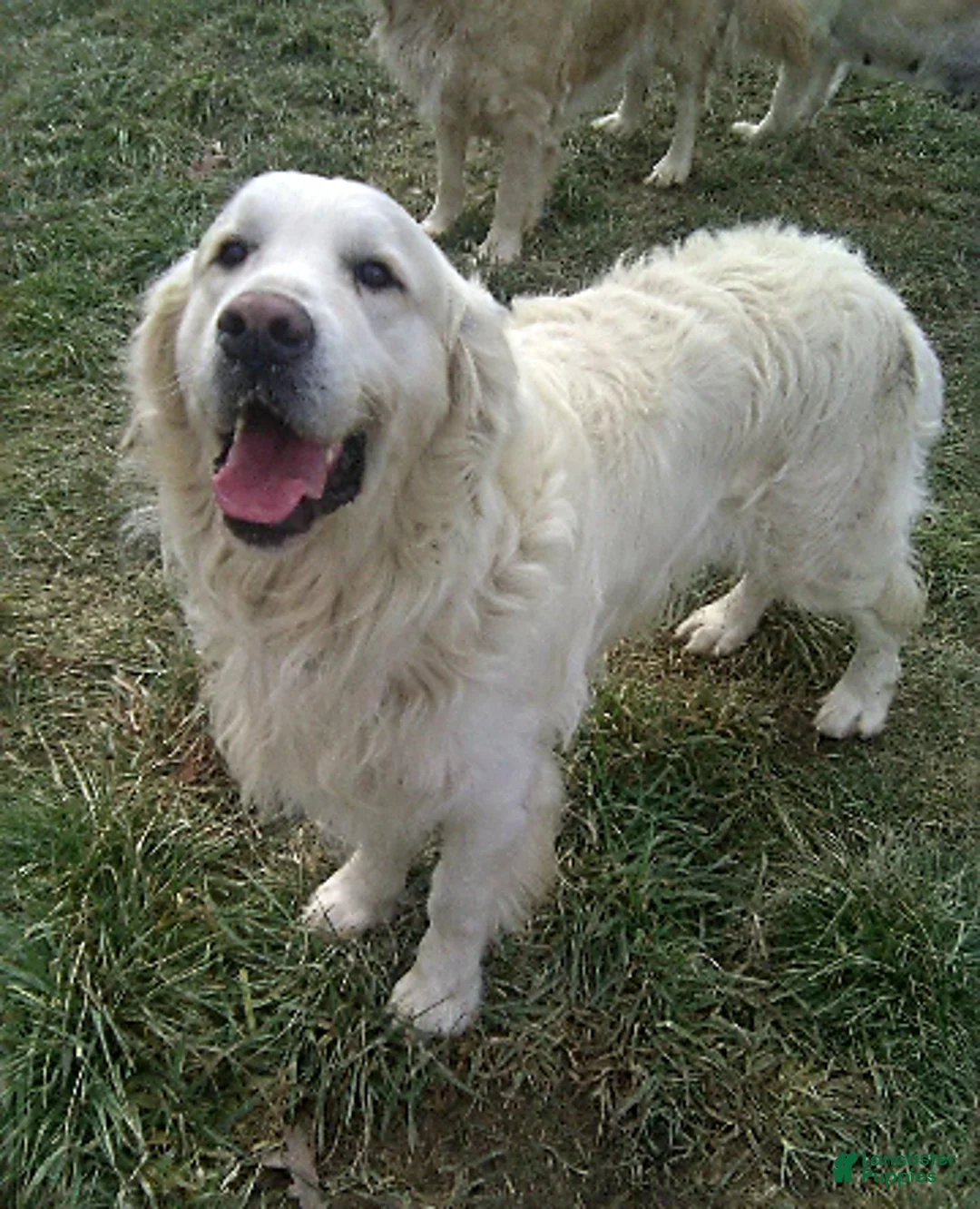 Golden Retriever dogs for sale: Anna - Ad 7