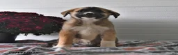 Mixed Breed dogs for sale: Sophie - Ad 4