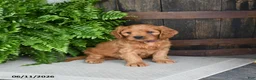 Cavapoo dogs for sale: Tyrian - Ad 5